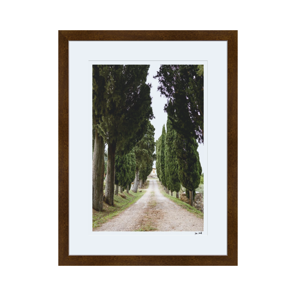 Cypress Trees