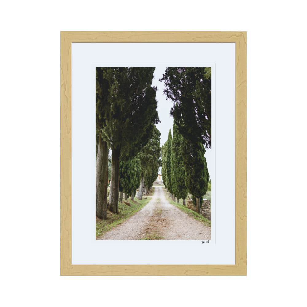 Cypress Trees
