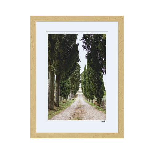 Cypress Trees