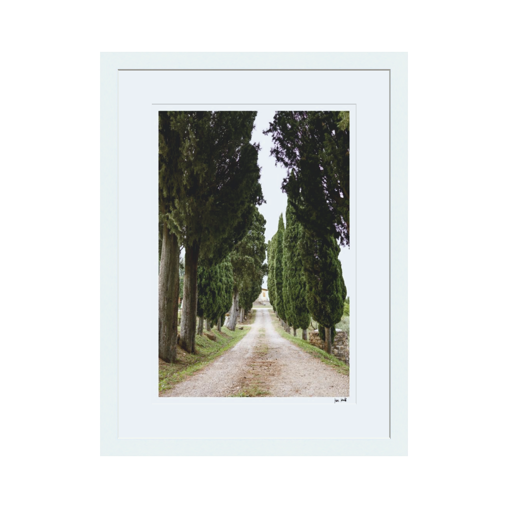 Cypress Trees