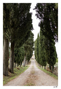 Cypress Trees