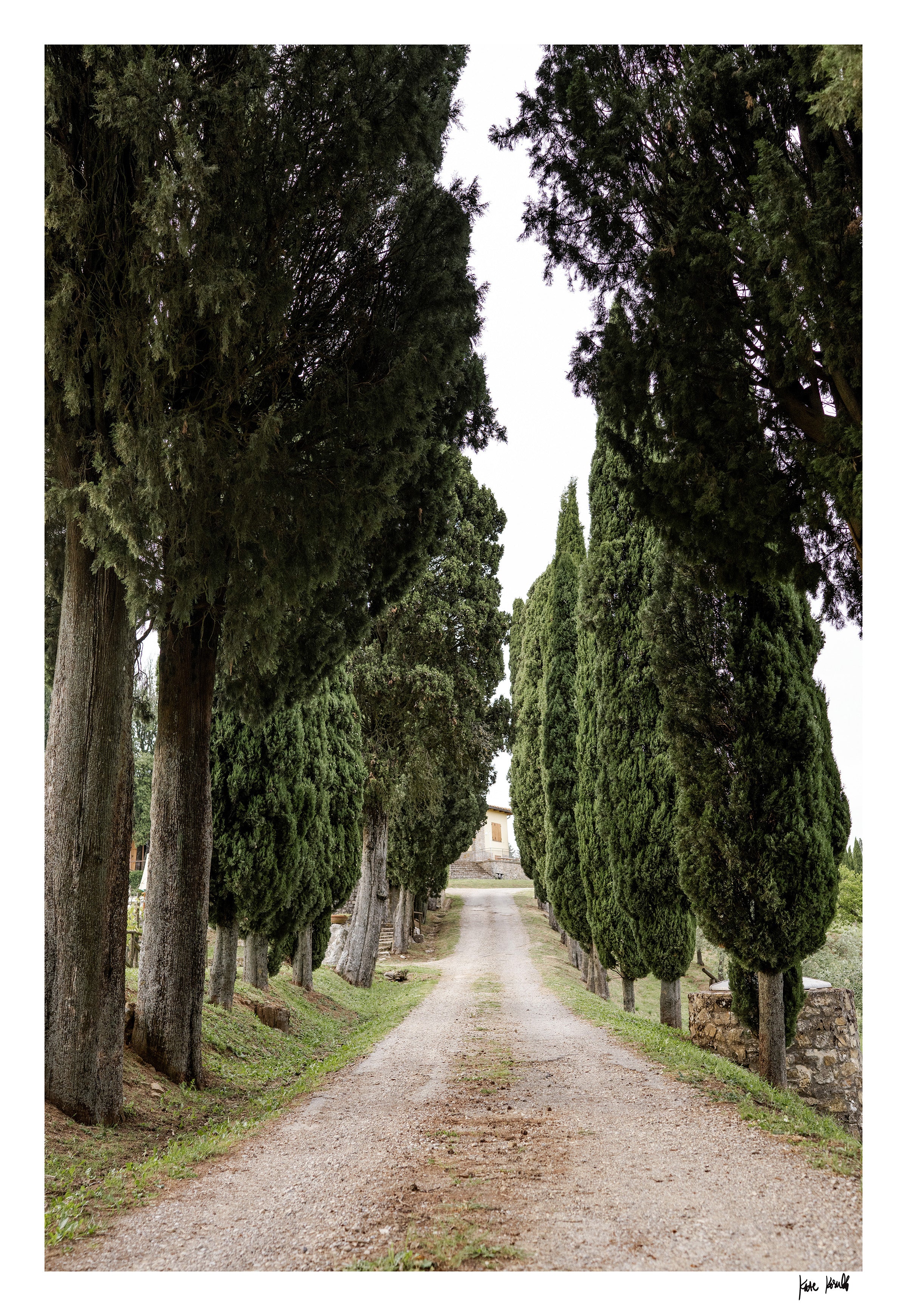 Cypress Trees