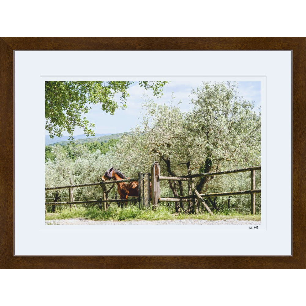 Pasture Views