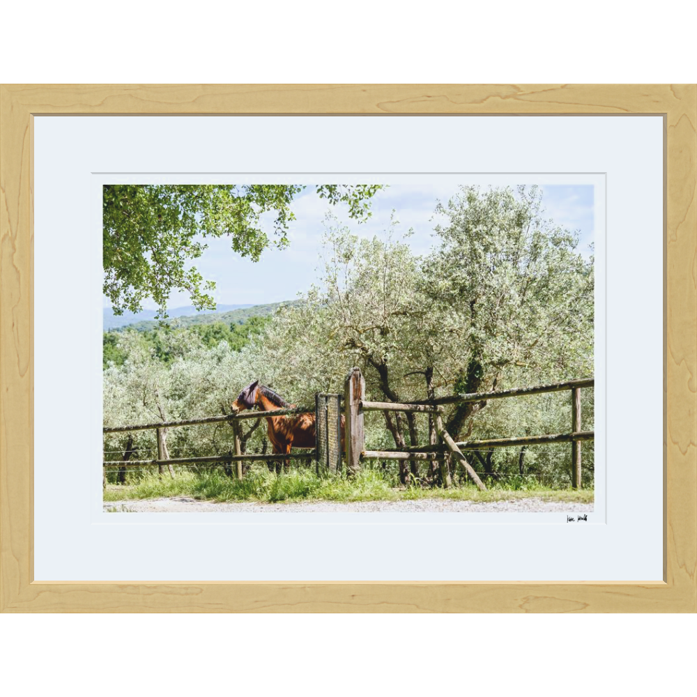 Pasture Views