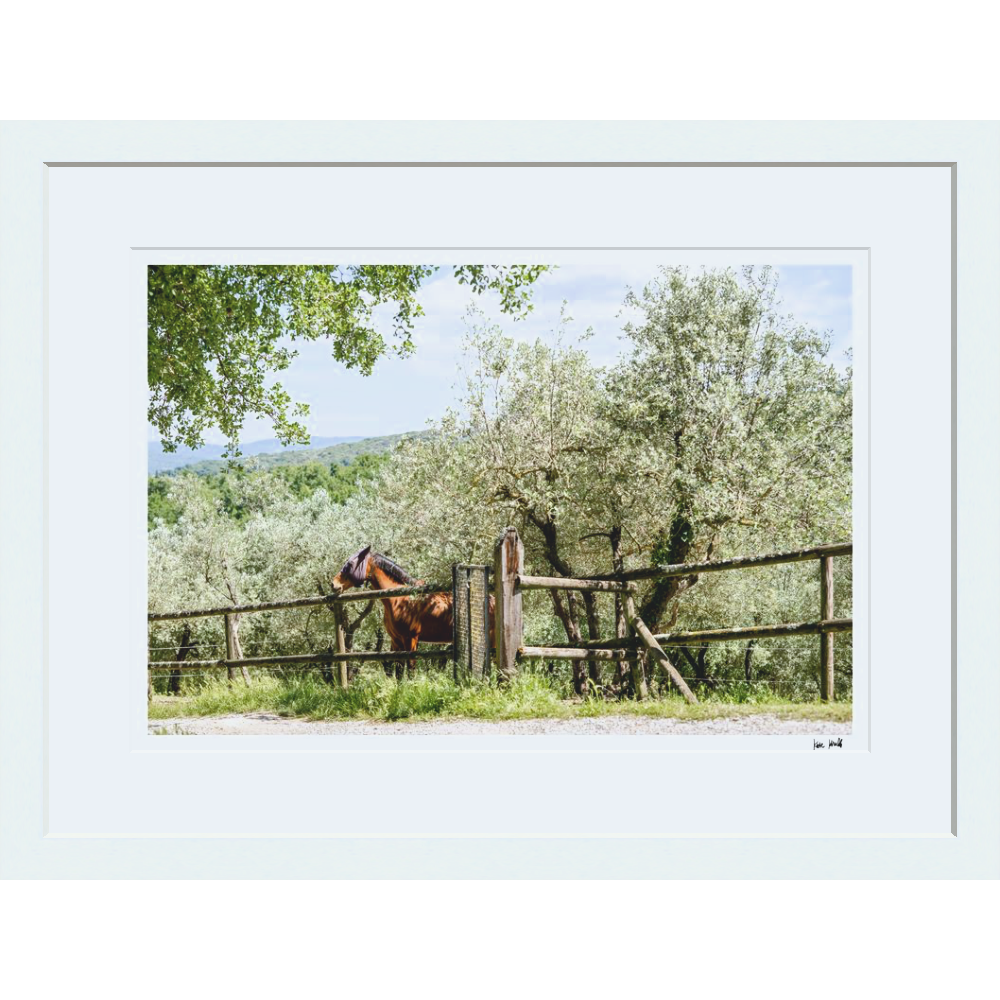 Pasture Views