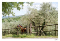 Pasture Views