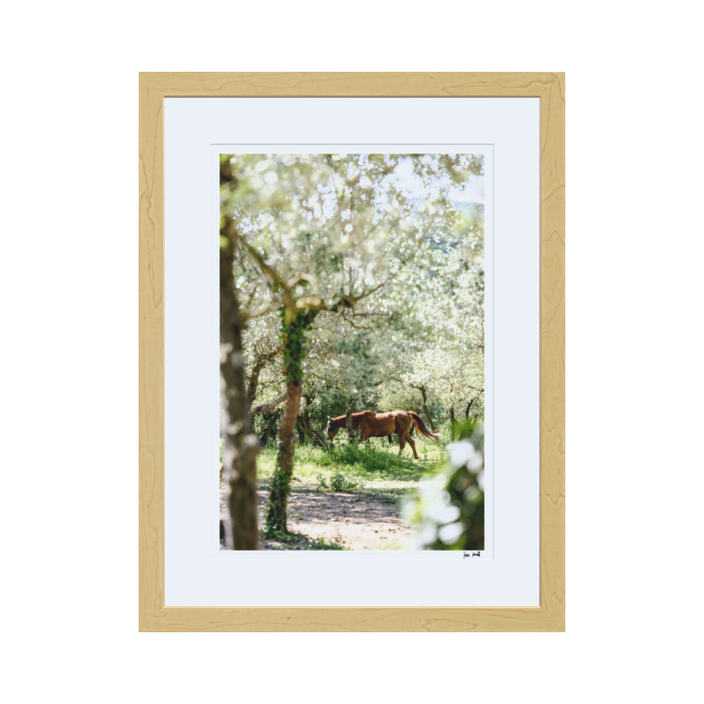 Through the Olive Trees