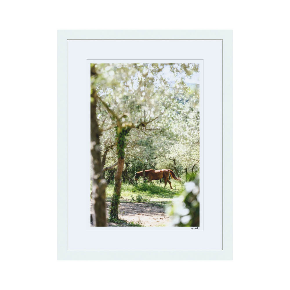 Through the Olive Trees