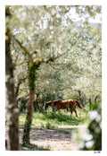 Through the Olive Trees