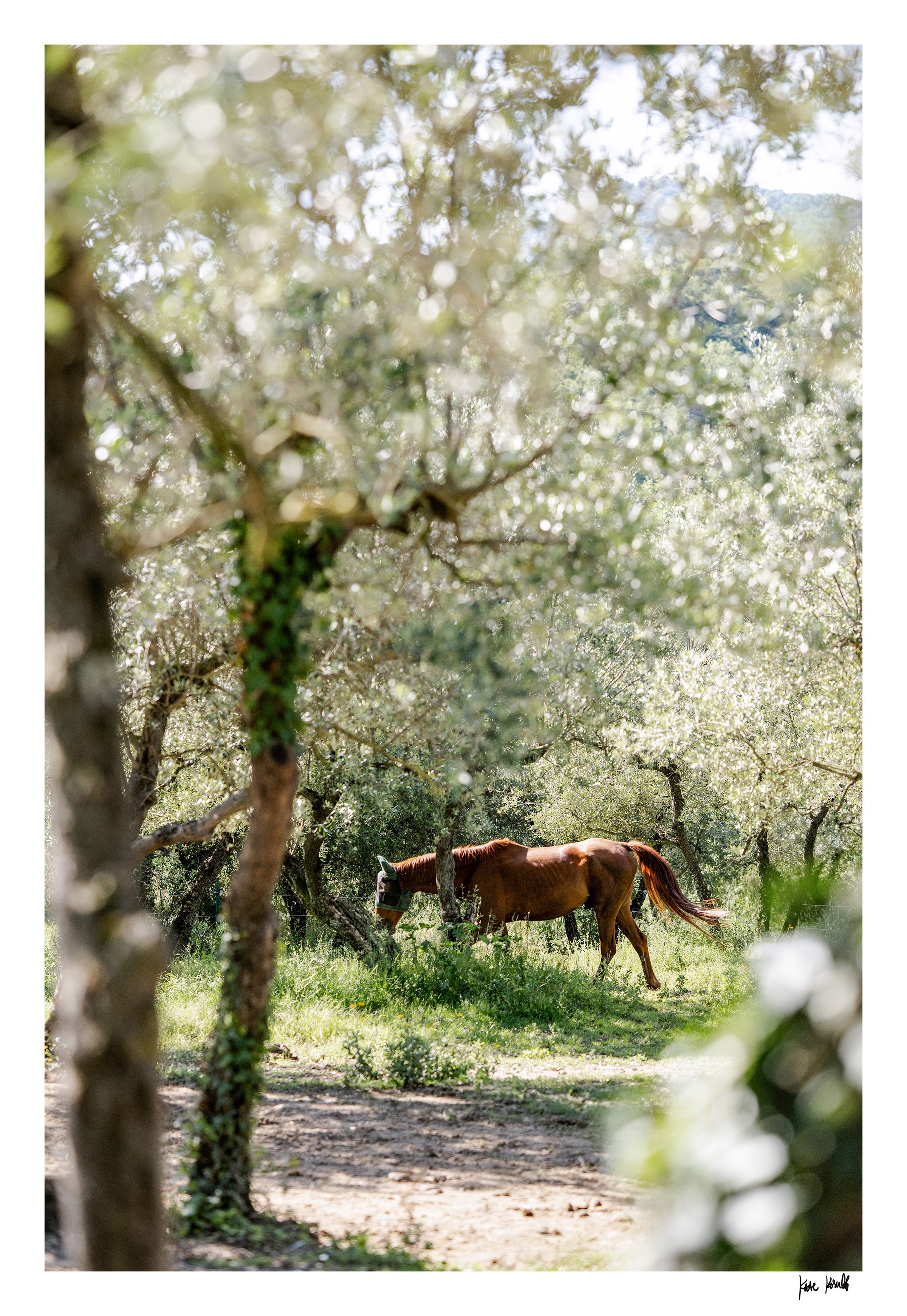 Through the Olive Trees